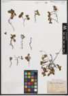 Foto von Salix herbacea L.